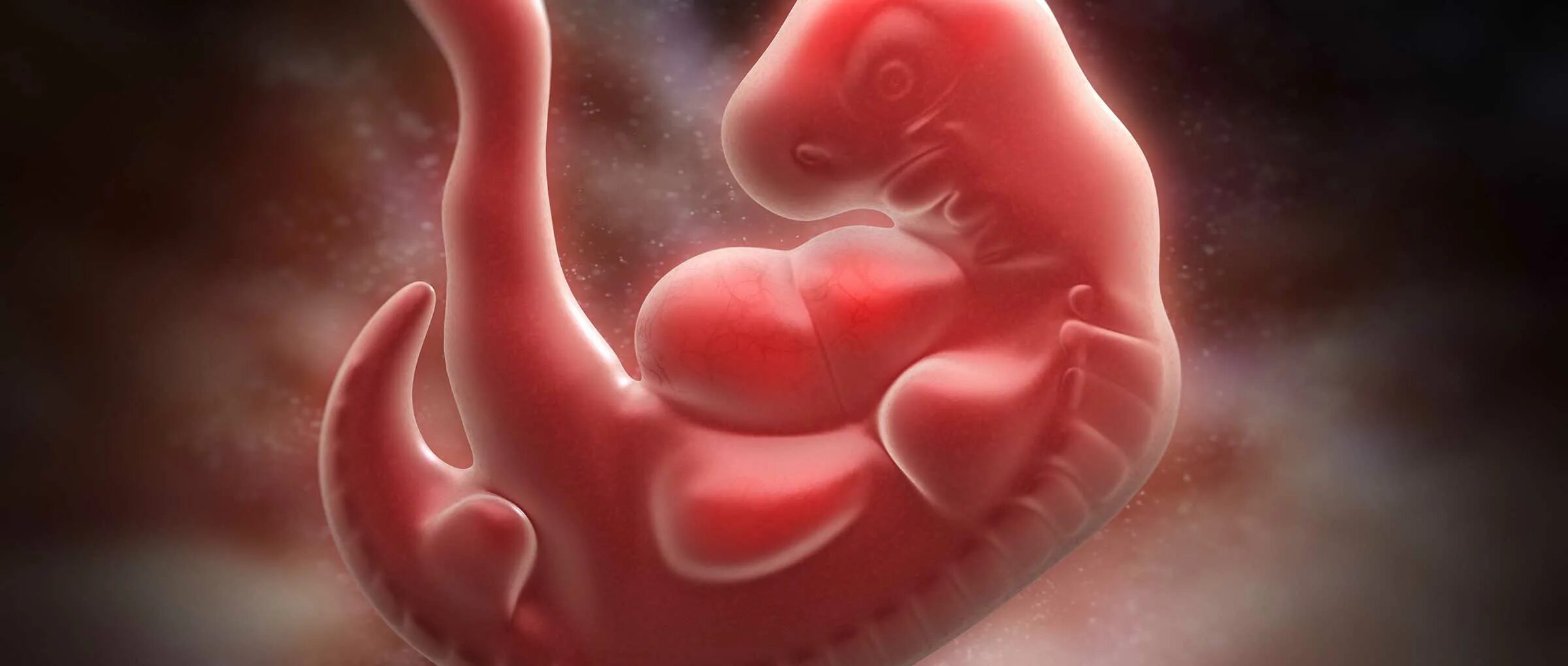 Эмбрион человека это. Хвост у зародыша человека.