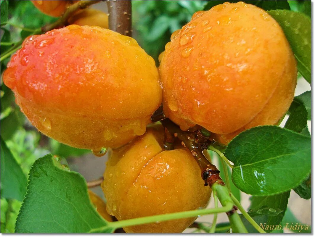 абрикос искра. абрикос похожий на. нектарин витамины. абрикос лютежский. абрикос лефко.