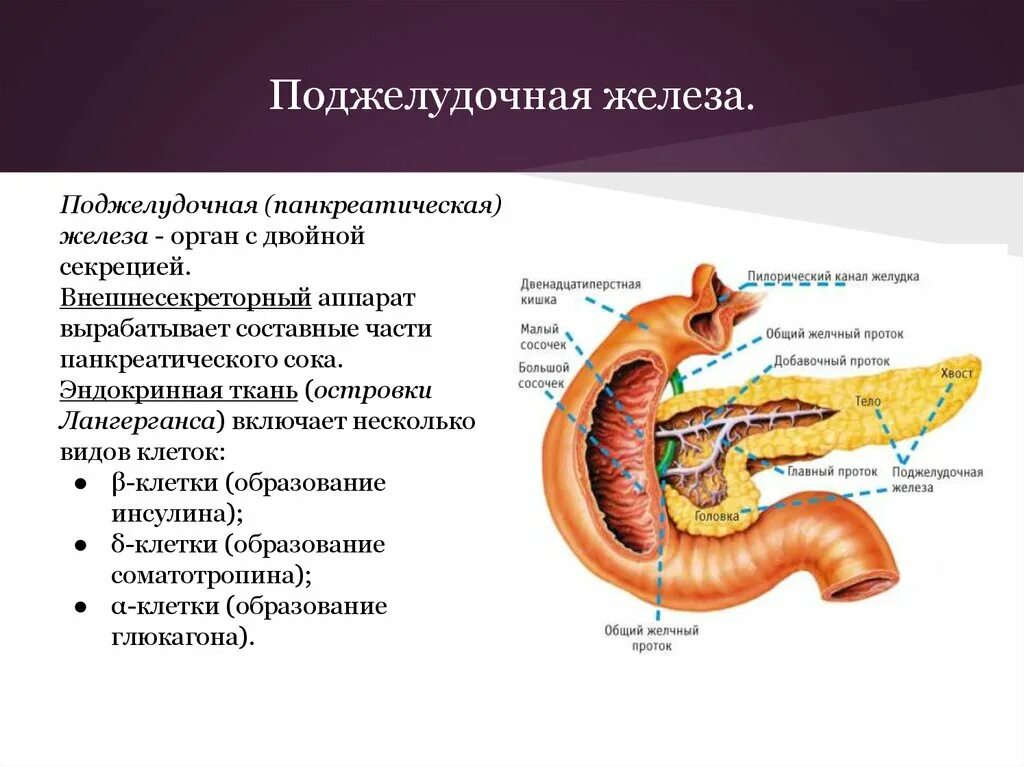 Поджелудочная железа животных анатомия строение. 12 Перстная кишка и поджелудочная железа. 12 Перстная кишка печень поджелудочная железа. Строение пищеварительной системы двенадцатиперстная кишка.