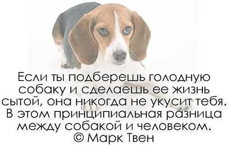 Любовь к животным цитаты. Цитаты про животных. высказывания о животных. фразы про животных. собака и человек цитаты.