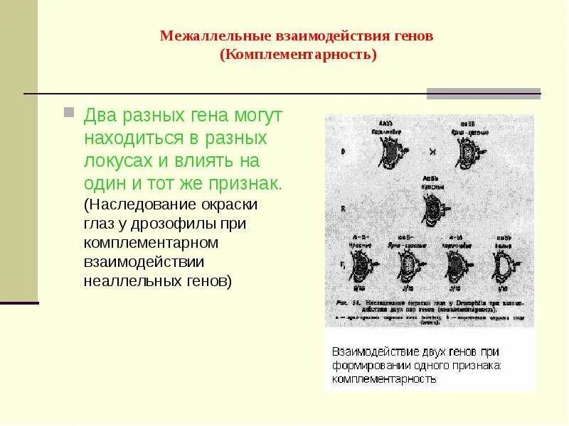 Межаллельные взаимодействия генов. Межаллельные взаимодействия комплементарность. Типы межаллельного взаимодействия. Наследование окраски глаз у дрозофилы комплементарность.