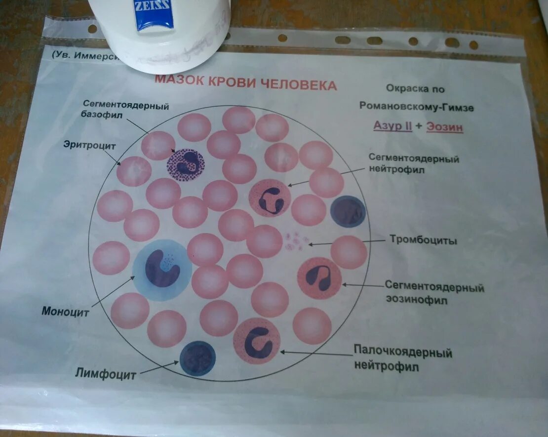 Клетки крови мазок гистология. Мазок крови человека гистология препарат. Мазок кровичелоаека гистология препарат. Мазок крови гистология препарат рисунок. Гистология черт возьми фанфик