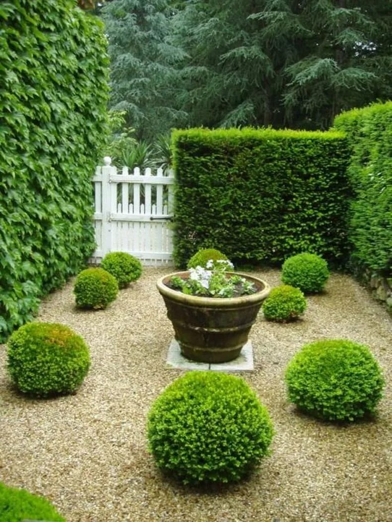 Buxus sempervirens изгородь. Buxus sempervirens самшит. Самшит топиарный. Самшит вечнозеленый suffruticosa. Buxus sempervirens изгородь.