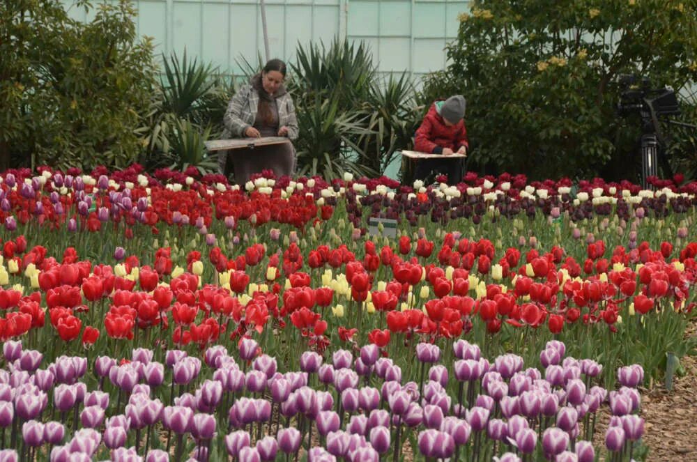 Никитский Ботанический сад фестиваль тюльпанов. Никитский Ботанический сад в Крыму парад тюльпанов 2022. Никитский Ботанический сад тюльпаны. Парад тюльпанов Никитский Ботанический сад 2023.