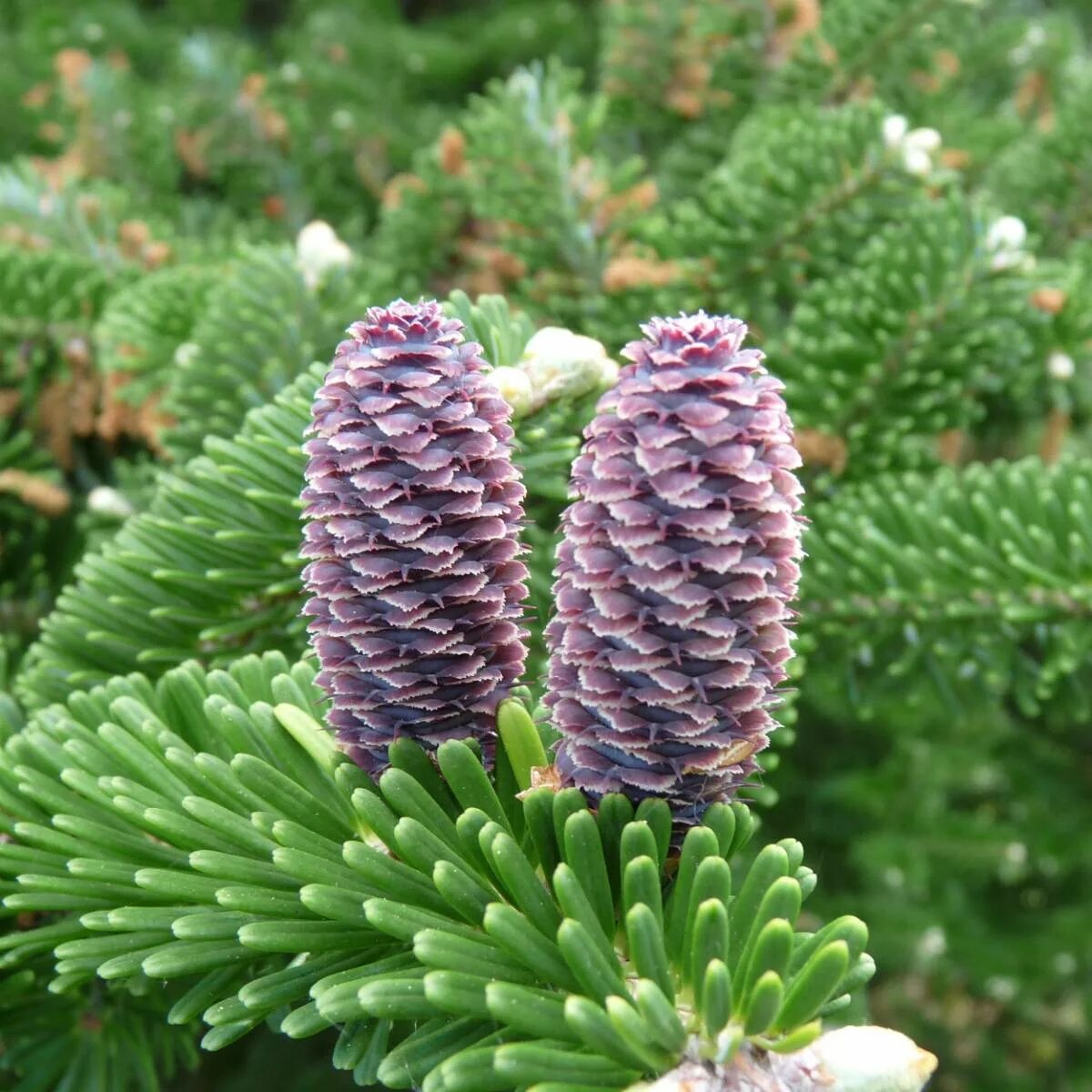 Цвет пихта. Цвет пихта. Пихта koreana schwedenkonig. Пихта корейская abies koreana silberlocke. Цвет пихта.