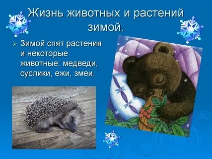 Растения и животные зимой