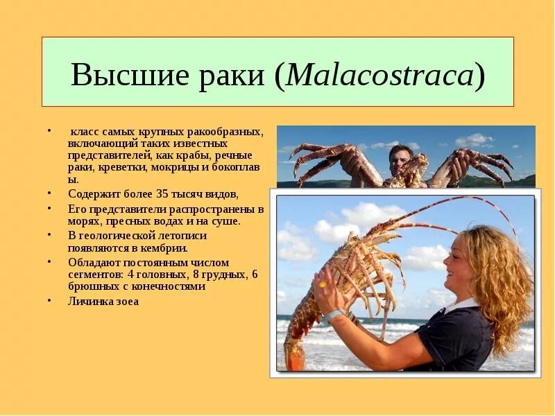 Как перемещается рак. Высшие ракообразные представители. особенности высших ракообразных. высшие и низшие ракообразные. характеристика ракообразных.