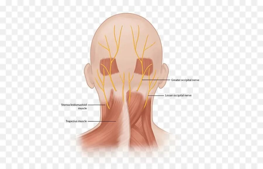 Мышцы основания черепа. Болит затылок у основания черепа причины. Боль в затылке справа у основания черепа. Невропатия затылочного