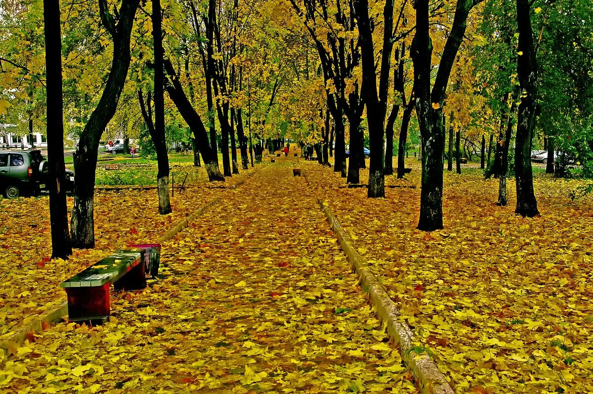 В старом парке есть кленовая аллея. Кленовая аллея Воронеж. Золотая осень Гоголевский бульвар. Бульвар Гоголя в Ижевске осенью. Гоголевский бульвар осень.