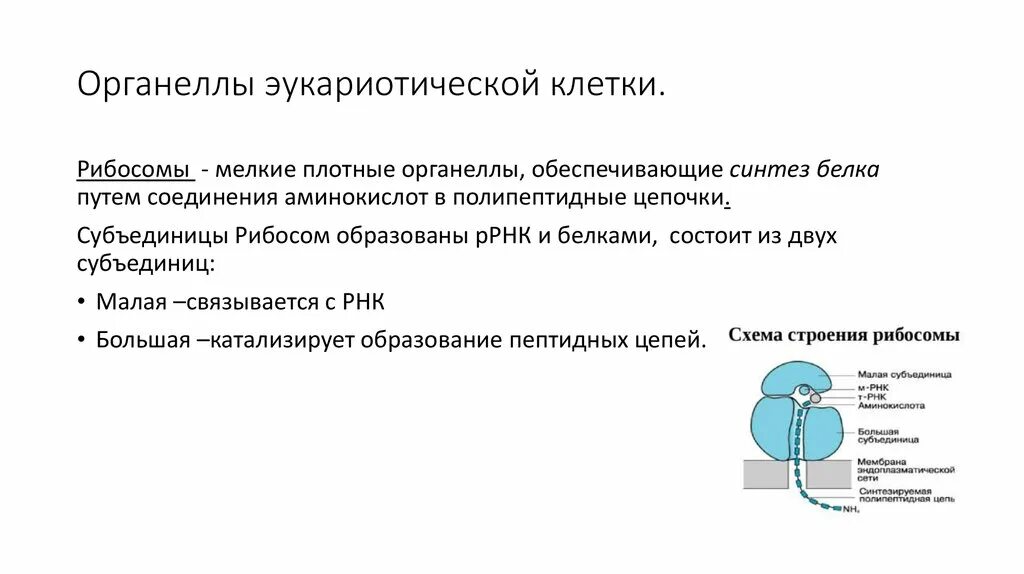 Синтез белков органелла. Органеллы белкового синтеза. Синтез белка органеллы. Органелла клетки занимающаяся биосинтезом белка.