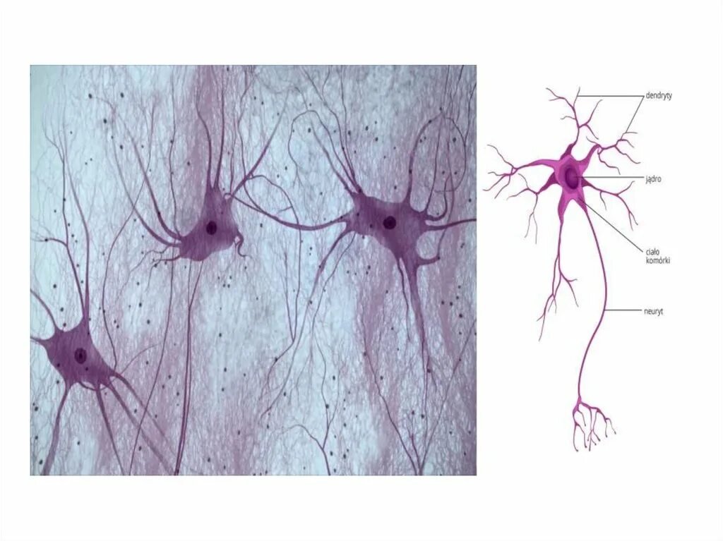 Клетки нейроглии гистология. Нейрон гистология препарат. Строение нервной клетки гистология. Нервная ткань гистология препараты.