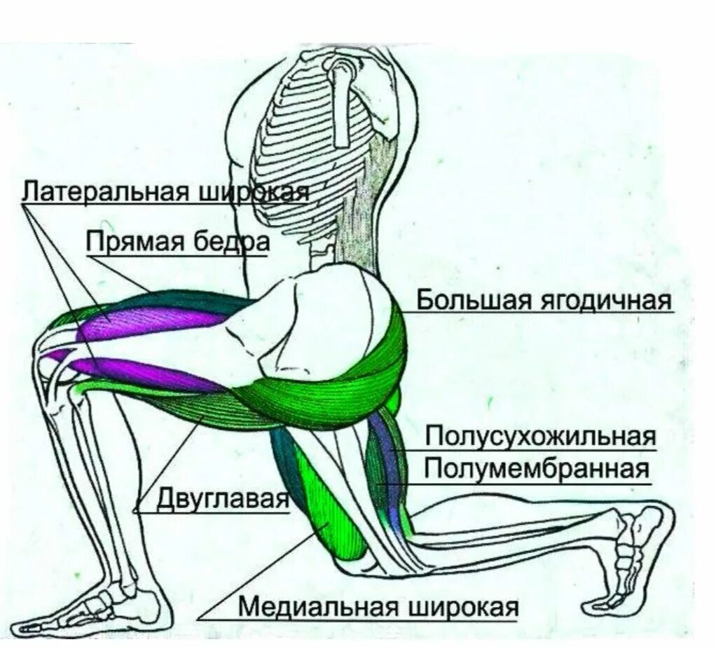 Упражнения для мышц ягодиц. Как накачать нижние ягодицы. Упражнения на ягодичные мышцы. Подтянуть мышцы ягодиц. Упражнения для накачки ягодиц.