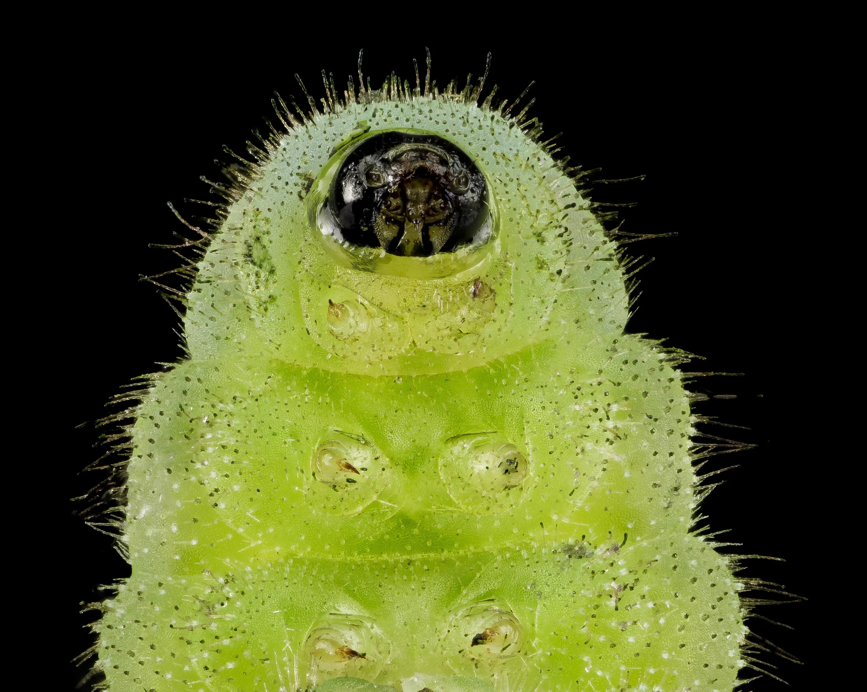 Лапки гусеницы. Лицо гусеницы. Глаза гусеницы. ГУ Еница под микроскопом. Морда гусеницы.