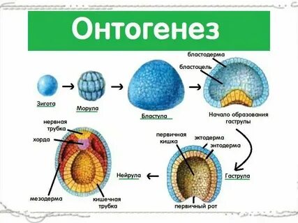 Период развития в организме зародыша