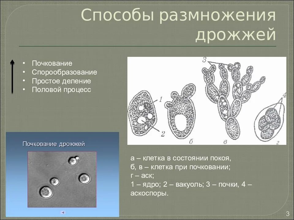 Почкование дрожжей способ размножения. Размножение дрожжей схема. Дрожжи размножаются методом образования спор простого деления и. Размножение дрожжей спорообразование. Деление клетки спорообразованием