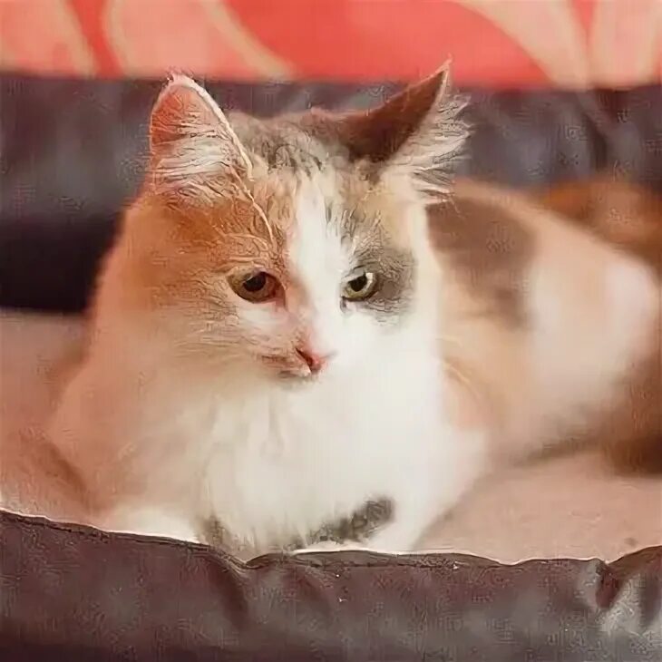 Кот лёлик фото. Кот лелик и миса. Эл лайт и миса. Миса и лелик коты. Кошка миса.