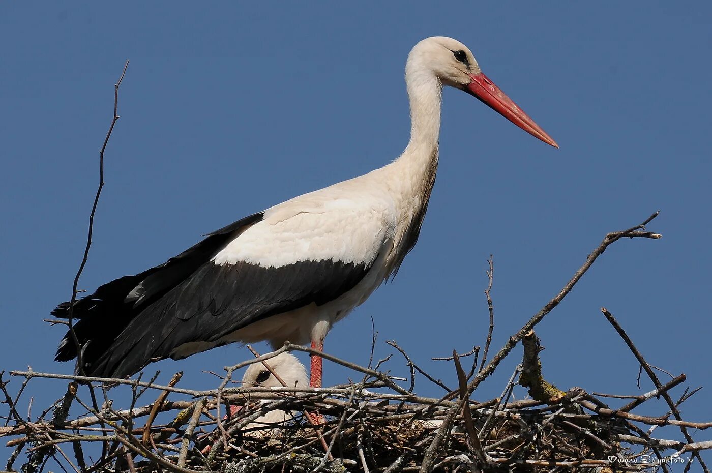 Представители аистообразных. Белый аист птица. Белый аист чаще встречается. Аист. Белый аист чаще встречается.
