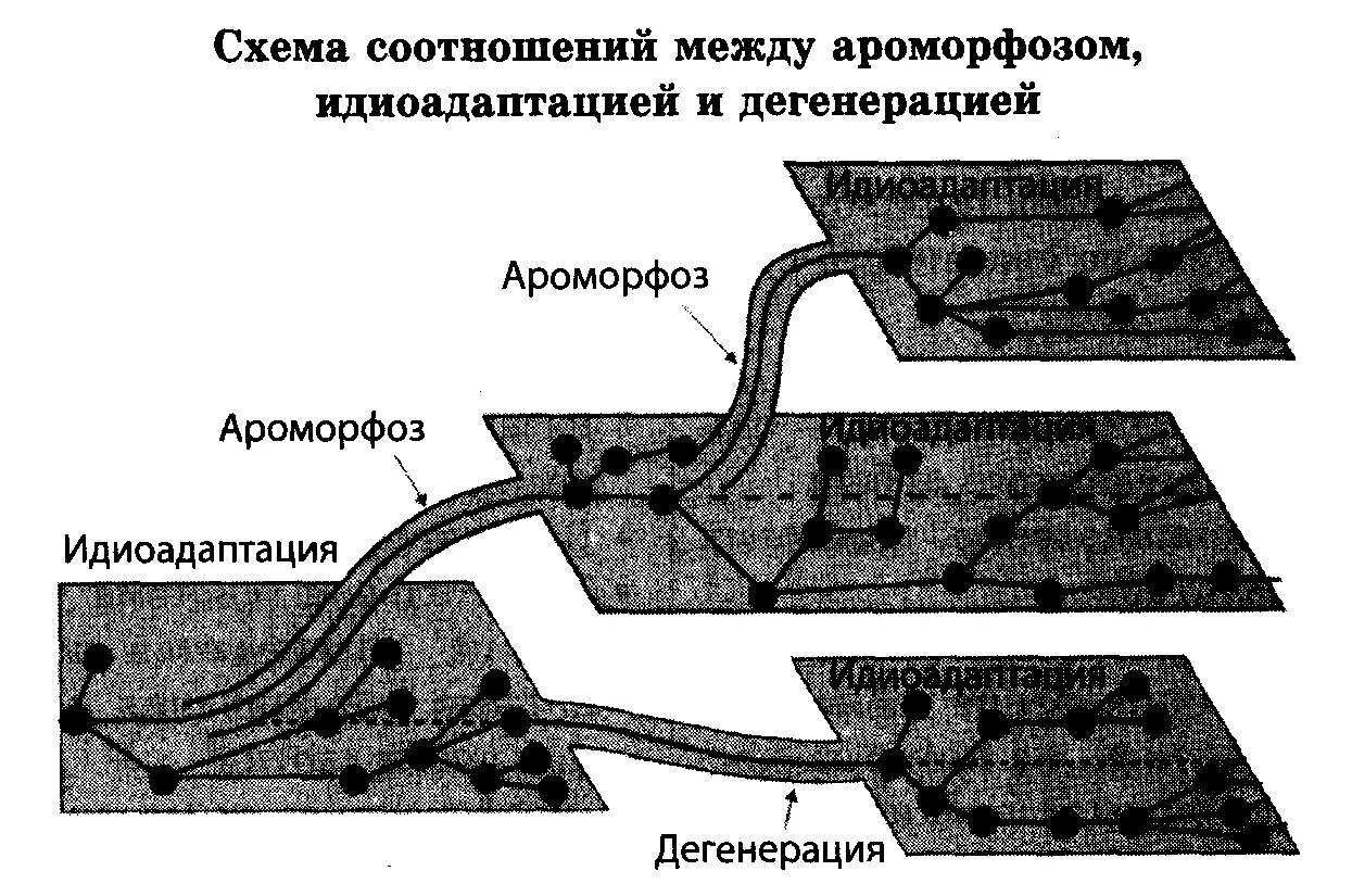 Пути достижения биологического прогресса ароморфоз. Пути достижения биологического прогресса ароморфоз