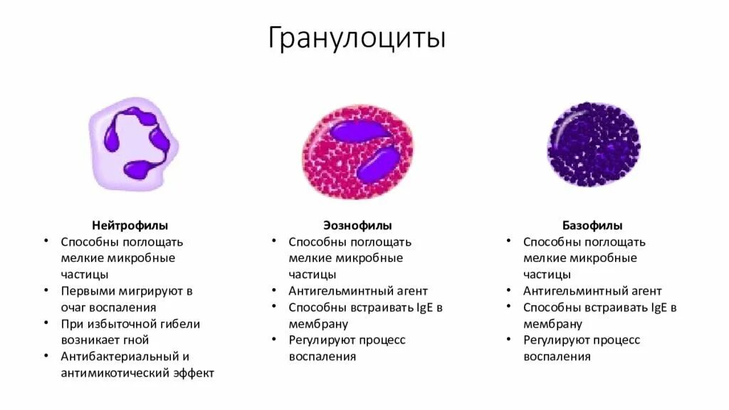 Рецепторы нейтрофилов иммунология. Полиморфноядерные нейтрофилы. Нетоз нейтрофильных лейкоцитов. Морфология нейтрофилов. Дегрануляция нейтрофилов.
