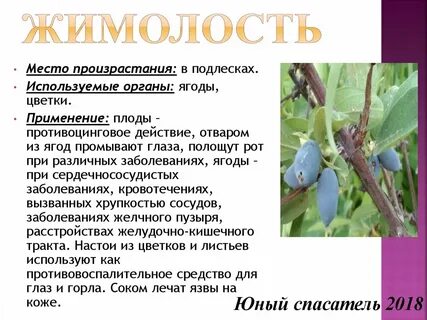 Жимолость противопоказания для женщин