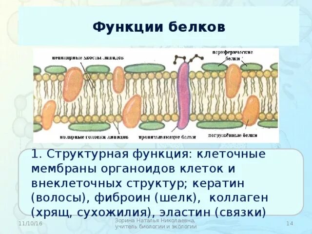 Органоид микротрубочки строение. Структурную функцию в клетках выполняют. Анатомия клетка и ее строение и функции. Билипидный слой мембраны фосфолипиды. Функция фосфолипидов в мембране.