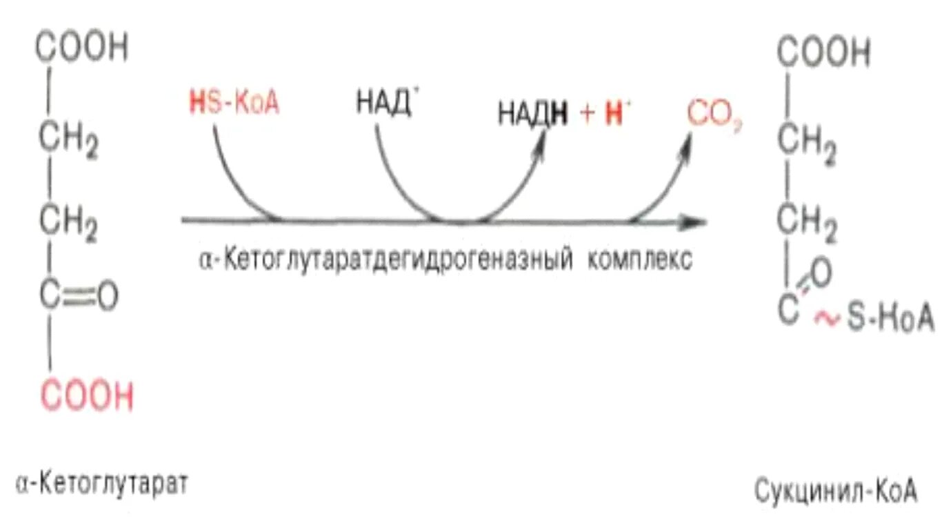 Коа 5. Сукцинил КОА. Гли сукцинил КОА. Сукцинил КОА В сукцинат. Сукцинил-КОА-синтетаза катализирует.