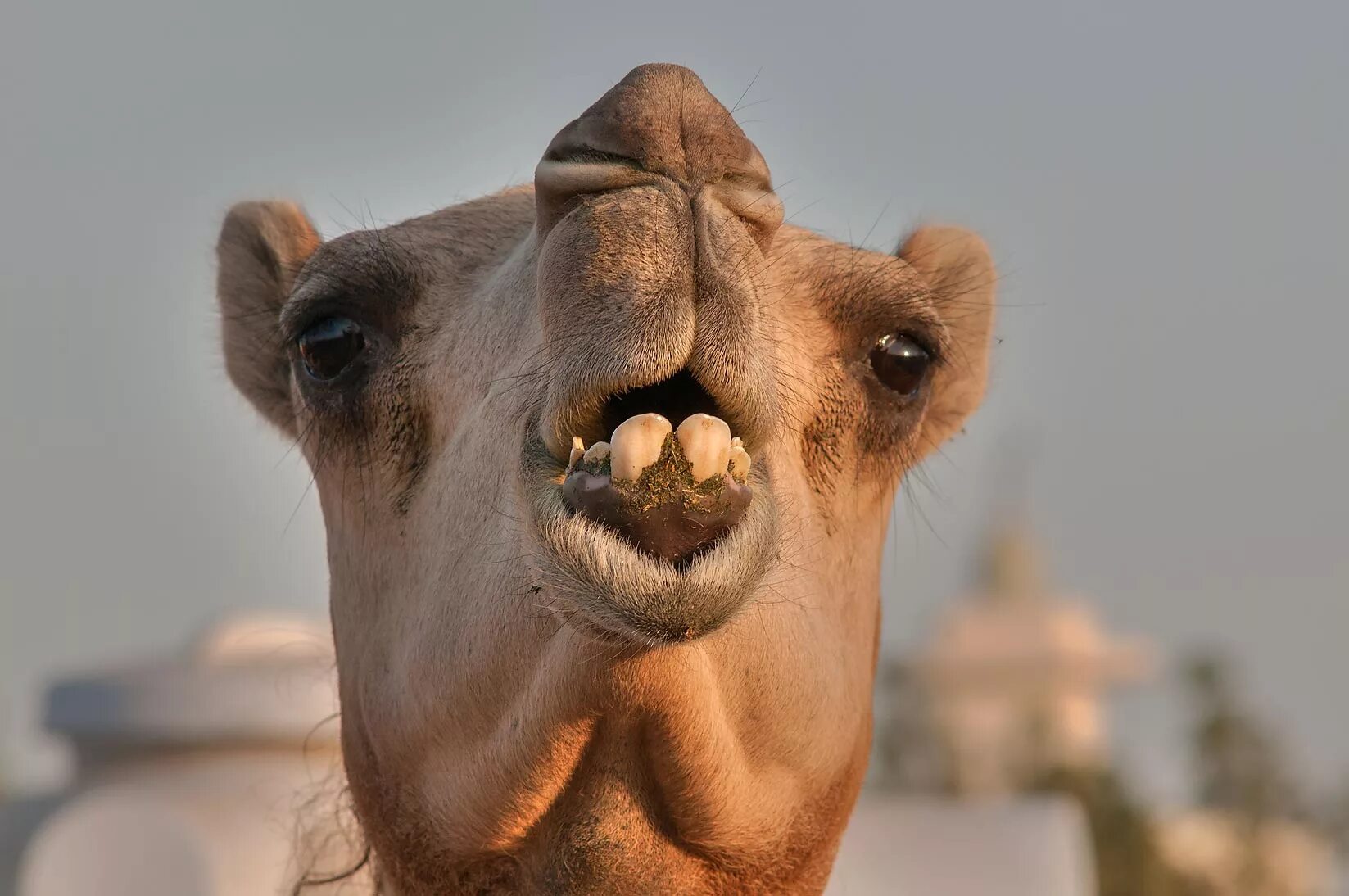 Верблюд морда. Ресницы верблюда. Девушка на верблюде. Верблюд голова дромадер. Двугорбый верблюд в египте.