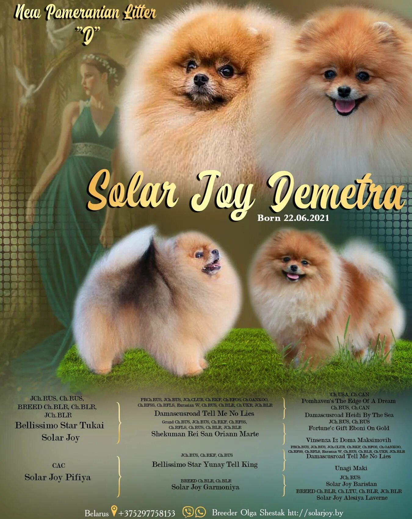 померанский шпиц зоомагазин зоотовары. минск питомник. минск питомник. питомник солнечный волгоград. питомник солар.