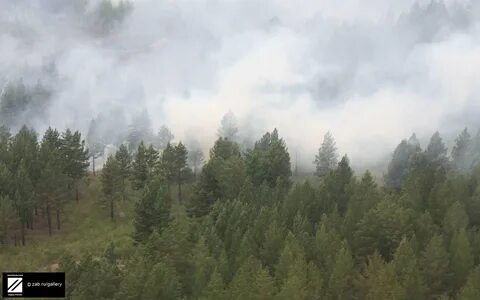 Лесная забайкальский край