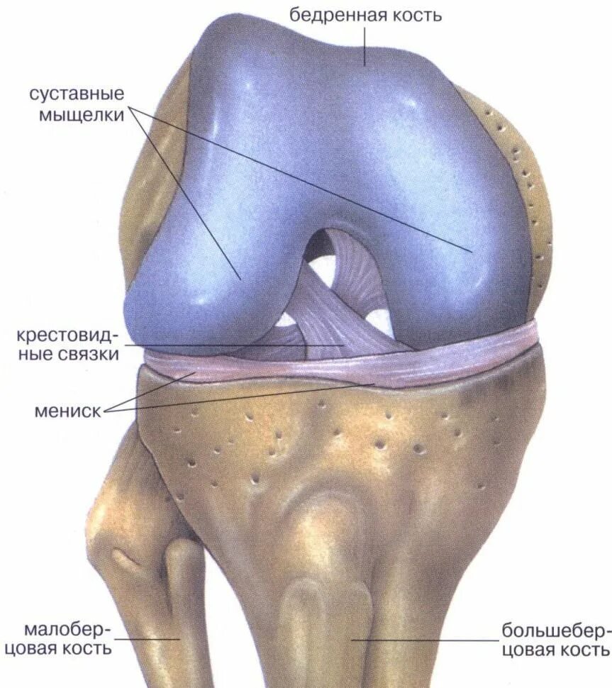 латеральный мыщелок бедренной кости в коленном суставе. латеральный мыщелок бедренной кости в коленном суставе перелом. кость мыщелка большеберцовой кости. медиальный мыщелок бедренной кости анатомия. мыщелка левой бедренной кости.