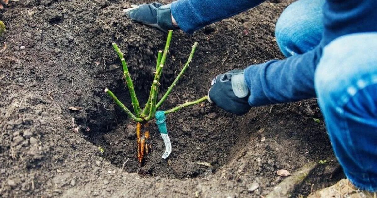 Как посадить розы видео. Как посадить розы видео
