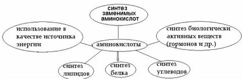 Применение аминокислот кратко