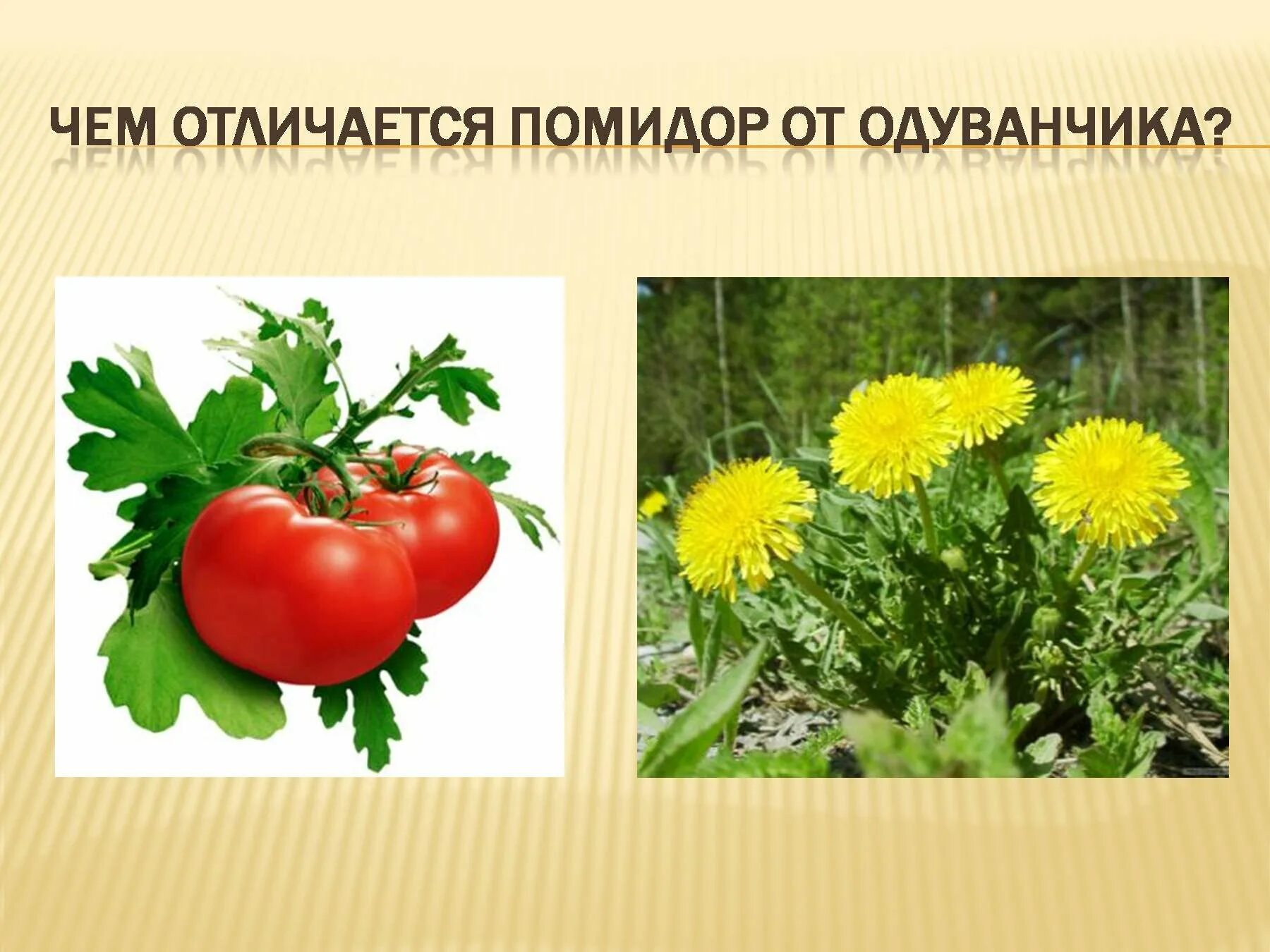 Дикорастущие растения класс. Дикорастущие и культурные растения. цветы дикорастущие и культурные. культурные и дикорастушиерастения. дикорастущие растения и культурные растения.