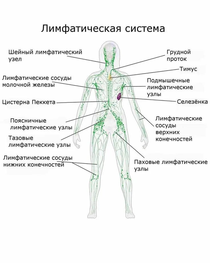 Как запустить лимфатическую систему. Как запустить лимфатическую систему