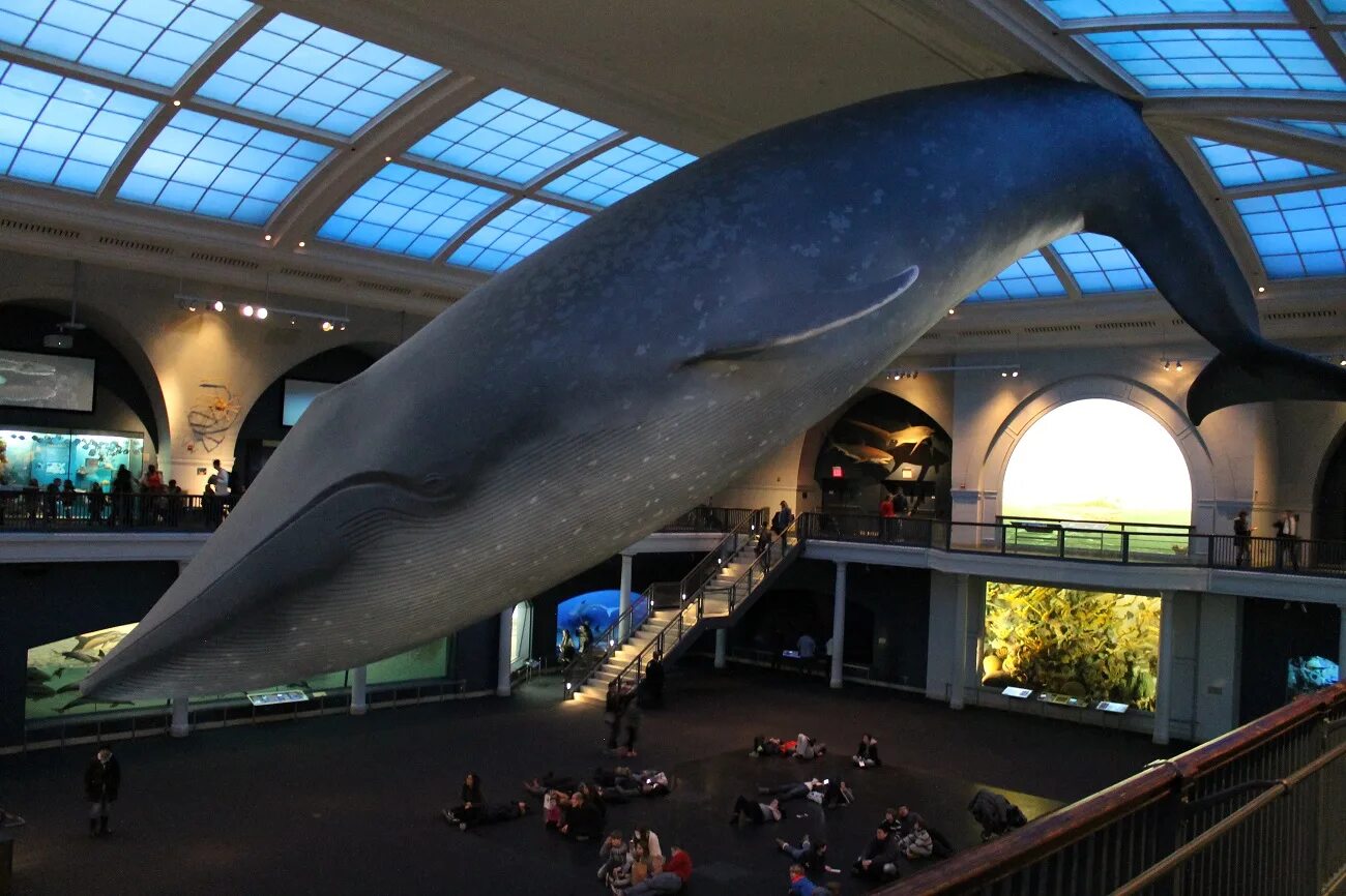 Кит самое большое млекопитающее. Москвариум кит. Гигантский кит. Гигантский синий кит. Самый гигантский кит в мире.