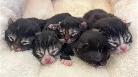 2 недельный котенок