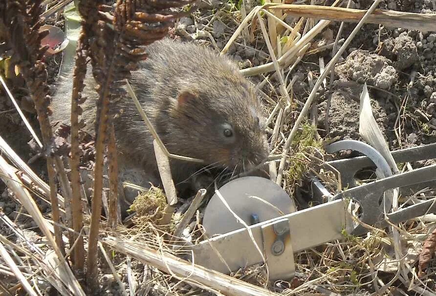 Клетка для грызунов dayang 157 для маленькой крысы. Водяная полёвка. Грызунов 24. Хэппи джангл j306 сено луговое 24л. Клетка для джунгарика зоомарк.