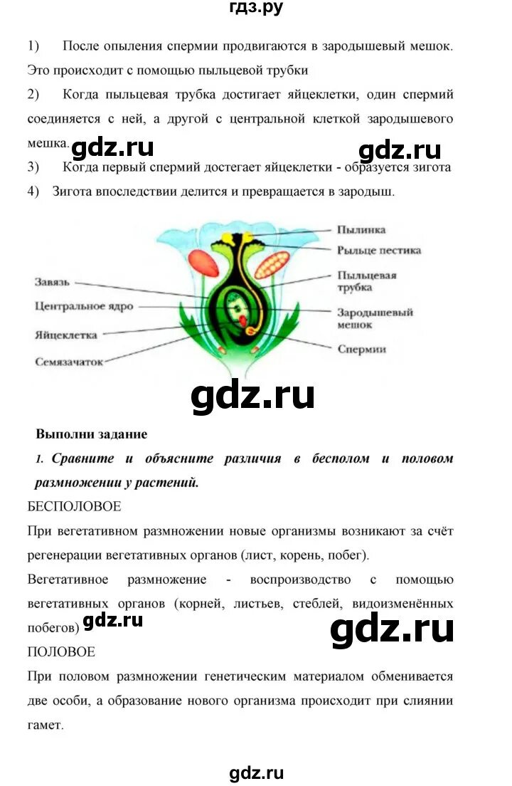 Биология 5-6 пасечник рабочая тетрадь. Рабочая тетрадь по биологии 6 класс пасечник. Биология 6 класс стр 29 ответы. Биология 6 класс стр 29 ответы. Сочинение про крапиву 6 класс.