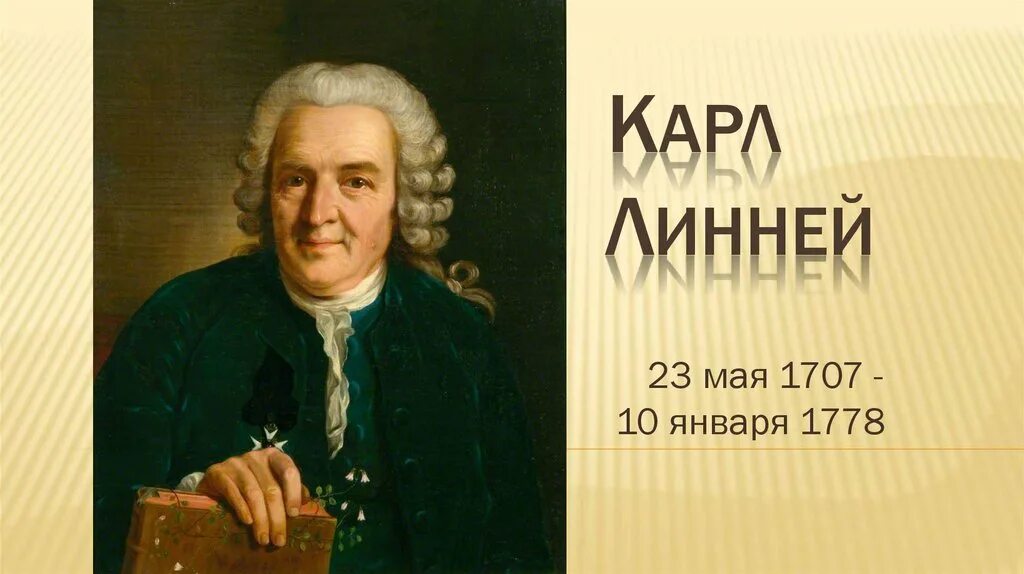 Линней ударение. К. Линней ударение. Линней ударение. Линней ударение.
