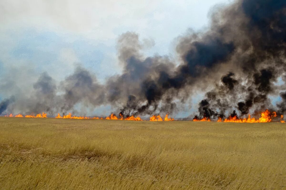 горящее поле пшеницы. пожар хлебных массивов. лесные и степные пожары. поджигатель пожаров. степной пожар оренбургская область.