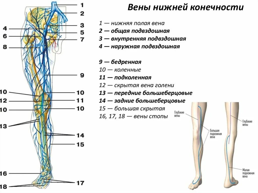 Карта вен нижних конечностей. Вена нижней конечности анатомия. Сосуды и вены нижних конечностей анатомия. Поверхностные вены нижней конечности анатомия. Строение вен нижних конечностей.