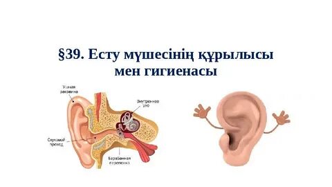 Пискадағы мүшесінің фотосы