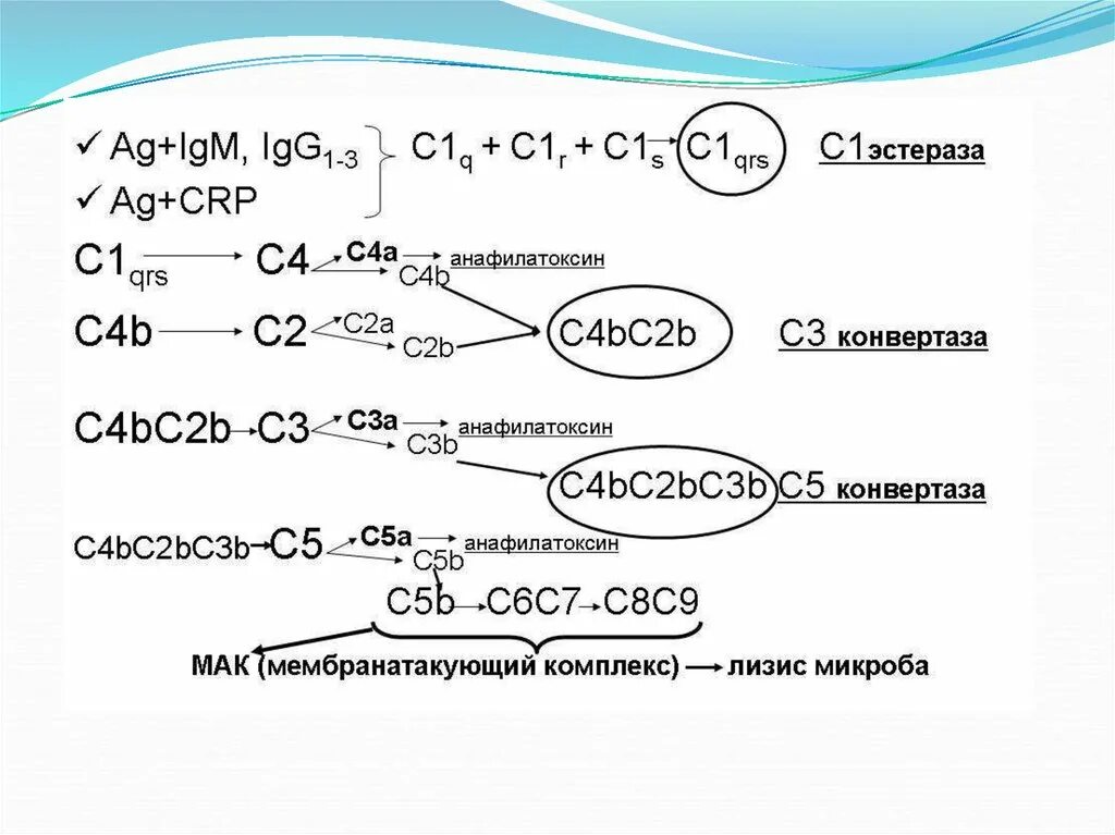 Схема активации комплемента. Схема классического пути активации комплемента. Активация системы комплемента по классическому пути. Схема активации комплемента по классическому. Активация системы комплемента 3 схемы.