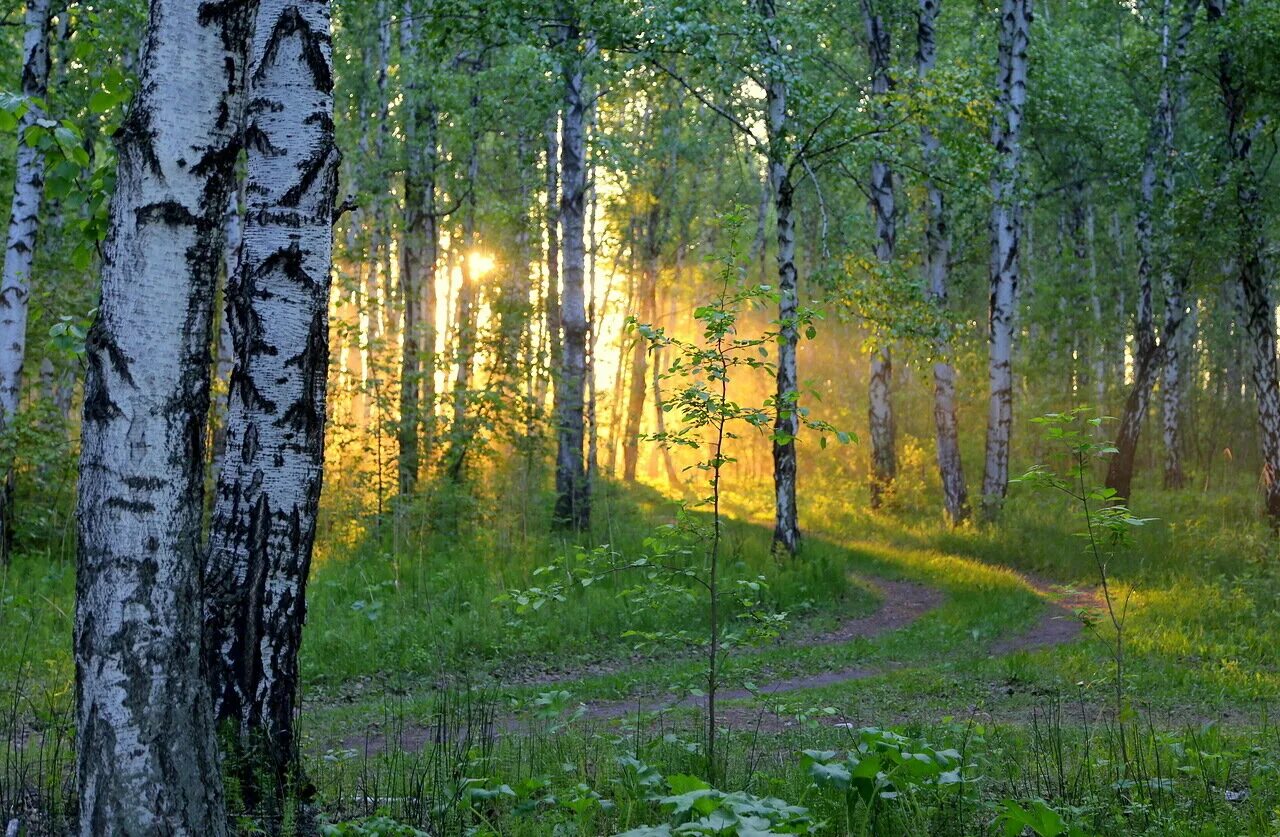 родные просторы пушгоры панорама. березы на закате. березовая роща климат. деревня береза поле россия. и березовая рощица протягивающая к небу.