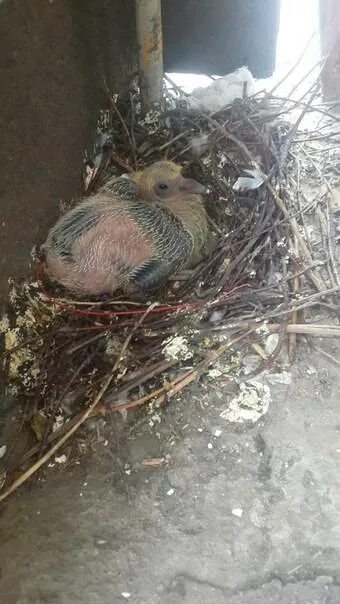 Голуби на балконе свили гнездо. Гнездо голубя. Голубь свил гнездо. Голубиное гнездо. Примета голуби свили гнездо