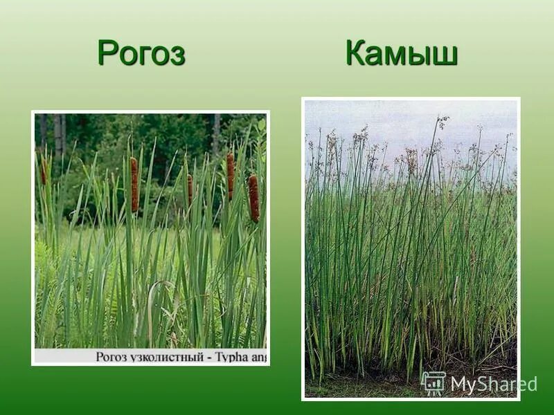 Рогоза растение и камыш отличия. Камыш рогоз осока. Камыш рогоз тростник. Рогоза растение и камыш отличия. Чем отличается камыш от рогоза фото.