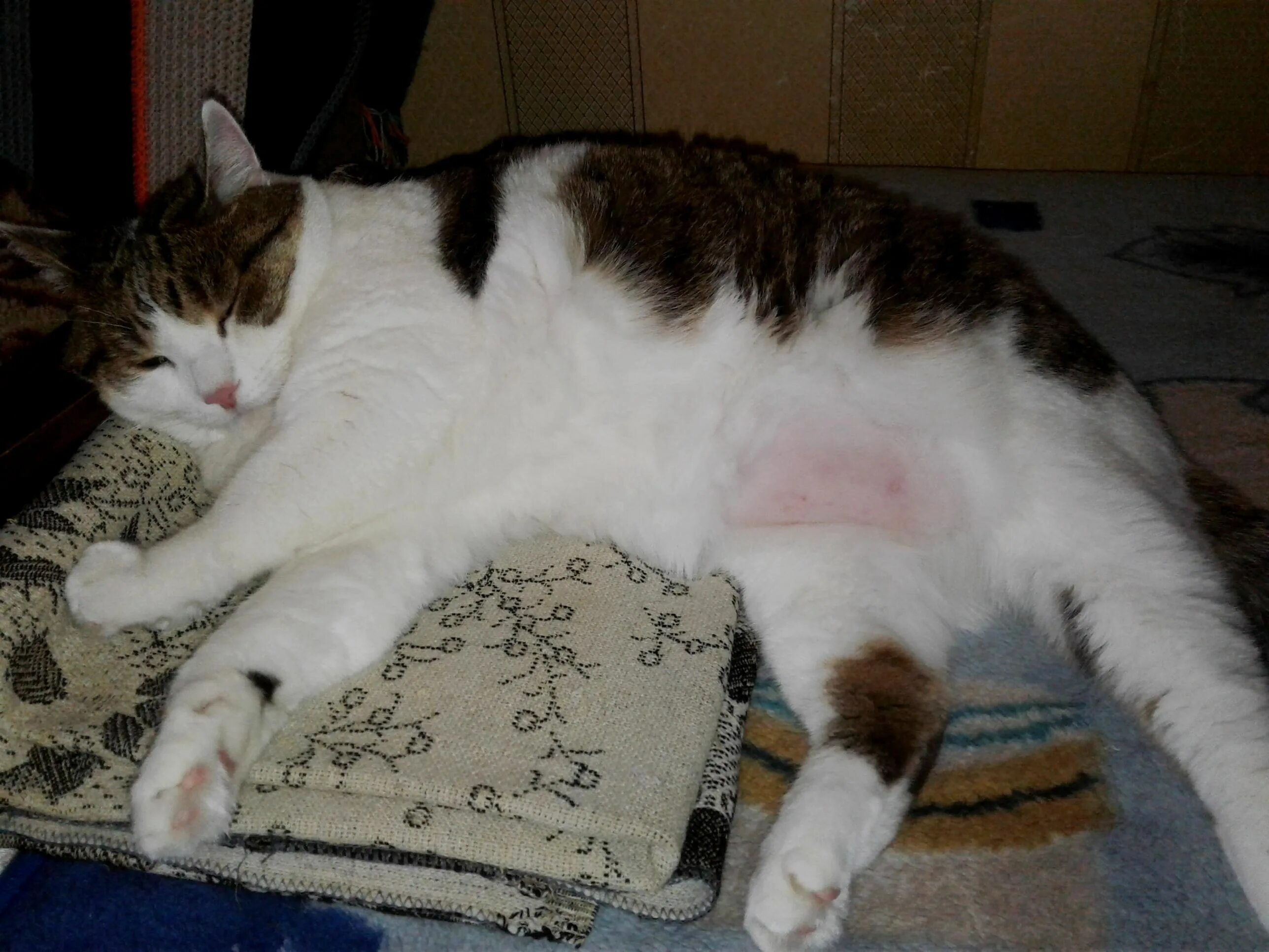 Живот котенка. Живот котенка