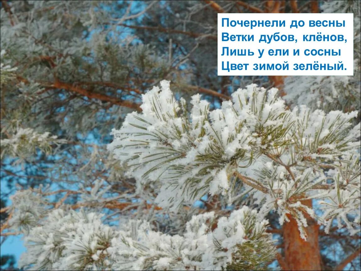 Стих пусть сосны ели всю зиму торчат. Почернение веток ели. листья пусть сосны и ели. сосна почернела после зимы. пусть сосны и ели всю зиму торчат.