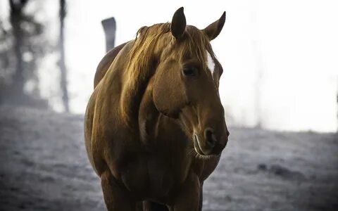 Хрен коня