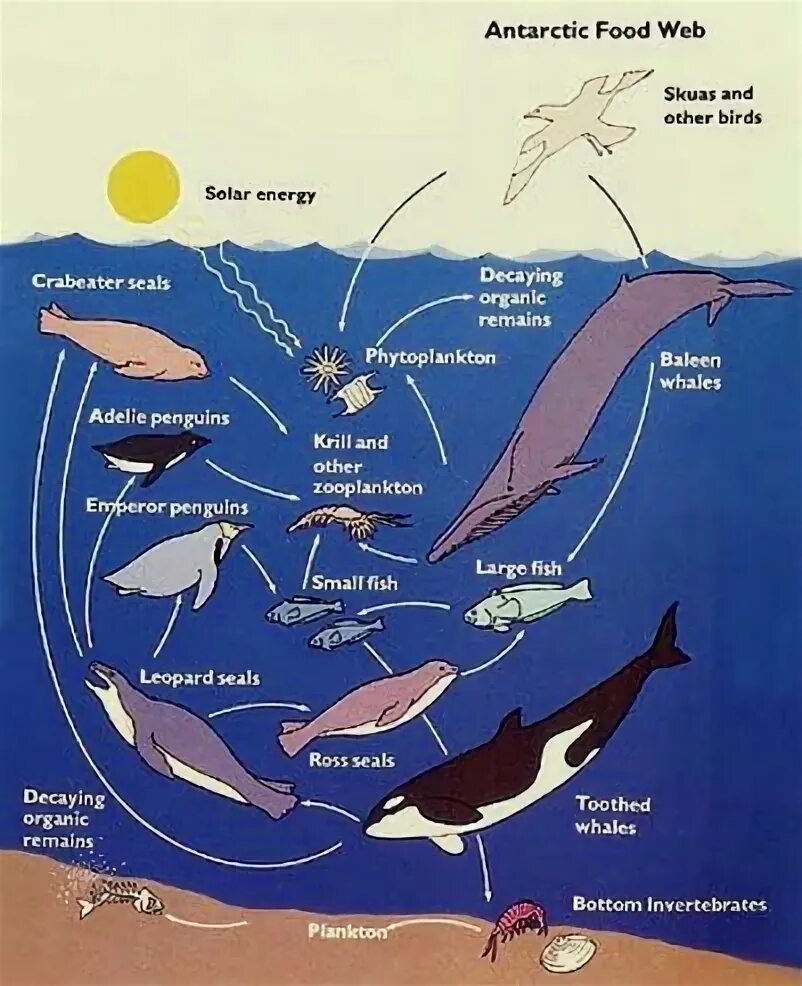 Цепь питания планктона. Пищевая сеть моря. Цепь питания кита. Цепь питания морских животных. Сеть питания в море.